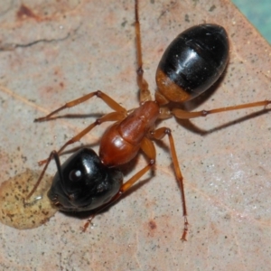 Camponotus consobrinus at Evatt, ACT - 27 May 2019