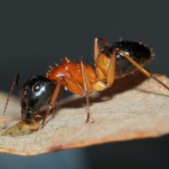 Camponotus consobrinus at Evatt, ACT - 27 May 2019
