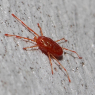 Rainbowia sp. (genus) (A mite) at ANBG - 28 May 2019 by TimL