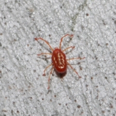 Rainbowia sp. (genus) at Acton, ACT - 28 May 2019 12:16 PM