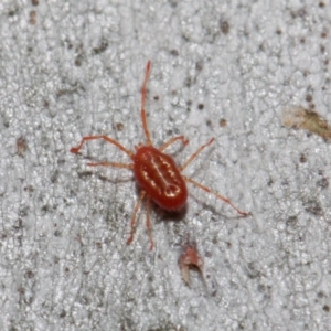 Rainbowia sp. (genus) at Acton, ACT - 28 May 2019 12:16 PM