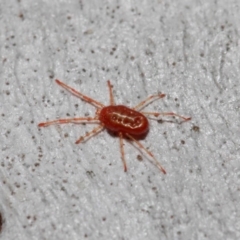 Rainbowia sp. (genus) at Acton, ACT - 28 May 2019 12:16 PM