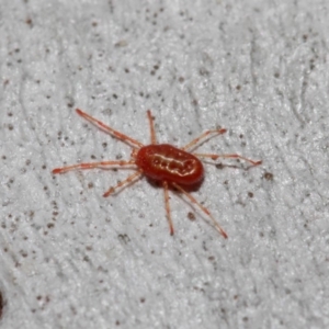 Rainbowia sp. (genus) at Acton, ACT - 28 May 2019 12:16 PM