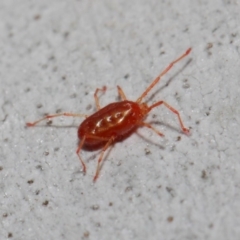 Rainbowia sp. (genus) at Acton, ACT - 28 May 2019 12:16 PM