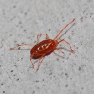 Rainbowia sp. (genus) at Acton, ACT - 28 May 2019 12:16 PM