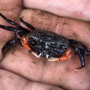 Heloecius cordiformis at Nelson, NSW - 31 Jan 2018