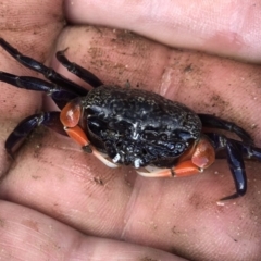 Heloecius cordiformis (Semaphore Crab) at Nelson, NSW - 31 Jan 2018 by MickBettanin