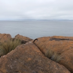 Egernia saxatilis intermedia (Black Rock Skink) at Green Cape, NSW - 26 Jan 2018 by MickBettanin