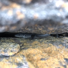 Egernia saxatilis intermedia at Green Cape, NSW - 27 Jan 2018 10:31 AM