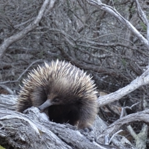 Tachyglossus aculeatus at Wallagoot, NSW - 6 Nov 2018