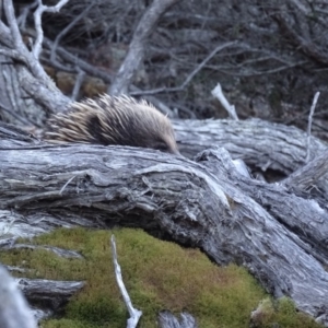 Tachyglossus aculeatus at Wallagoot, NSW - 6 Nov 2018 05:49 PM