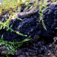 Annulohypoxylon sp. at Bermagui, NSW - 28 May 2019 by Teresa