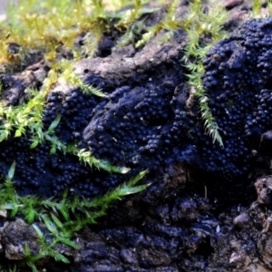 Annulohypoxylon sp. at Bermagui, NSW - 29 May 2019