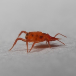 Bdellidae sp. (family) at Evatt, ACT - 28 May 2019