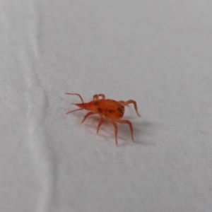 Bdellidae sp. (family) at Evatt, ACT - 28 May 2019 03:41 PM