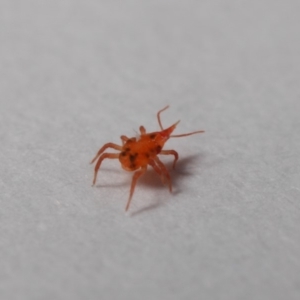 Bdellidae sp. (family) at Evatt, ACT - 28 May 2019