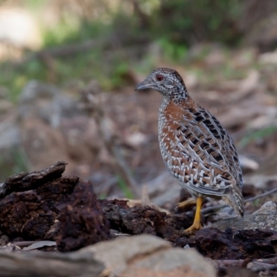 Turnix varius (Painted Buttonquail) at Mount Ainslie - 17 Sep 2015 by rawshorty