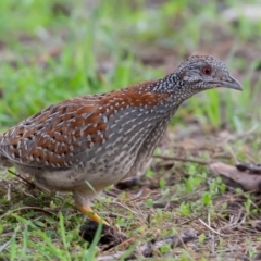 Turnix varius (Painted Buttonquail) at Mount Ainslie - 6 Sep 2015 by rawshorty