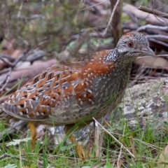 Turnix varius at Majura, ACT - 6 Sep 2015