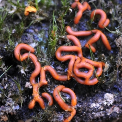 Hemitrichia serpula at Bermagui State Forest - 28 May 2019 by Teresa