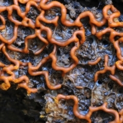 Hemitrichia serpula at Bermagui, NSW - 29 May 2019