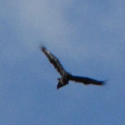 Aquila audax (Wedge-tailed Eagle) at Dunlop, ACT - 29 May 2019 by Kurt