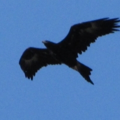 Aquila audax at Dunlop, ACT - 29 May 2019 02:57 PM