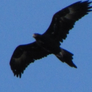 Aquila audax at Dunlop, ACT - 29 May 2019 02:57 PM