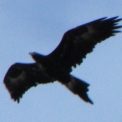 Aquila audax at Dunlop, ACT - 29 May 2019 02:57 PM