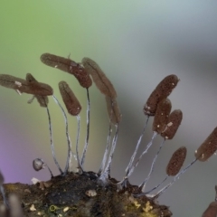 Stemonitopsis sp. at Bermagui, NSW - 29 May 2019 by Teresa