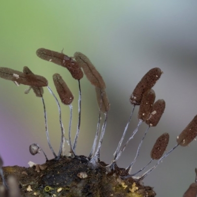 Stemonitopsis sp. at Bermagui State Forest - 29 May 2019 by Teresa