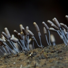 Stemonitopsis sp. at Bermagui, NSW - 29 May 2019 12:00 AM