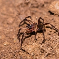 Unidentified Other hunting spider at Yadboro, NSW - 23 May 2019 by kdm