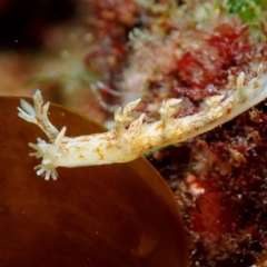 Unidentified Sea Slug, Sea Hare or Bubble Shell at Narooma, NSW - 3 Mar 2019 by JackBreedon