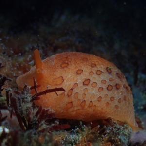 Pleurobranchus peronii at Narooma, NSW - 26 May 2019