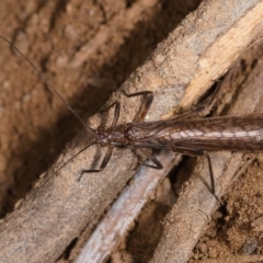 GRIPOPTERYGIDAE at Yadboro, NSW - 23 May 2019 by kdm