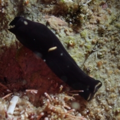 Unidentified Sea Slug, Sea Hare or Bubble Shell at The Blue Pool, Bermagui - 26 May 2019 by JackBreedon