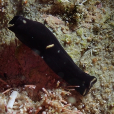 Unidentified Sea Slug, Sea Hare or Bubble Shell at The Blue Pool, Bermagui - 26 May 2019 by JackBreedon