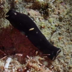 Unidentified Sea Slug / Sea Hare / Bubble Shell (TBC) at Bermagui, NSW - 26 May 2019 by JackBreedon