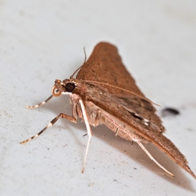 Endosimilis stilbealis (A Pyralid moth (Endotrichinae)) at Yadboro State Forest - 23 May 2019 by kdm