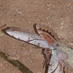 Chelepteryx chalepteryx (White-stemmed Wattle Moth) at Yadboro, NSW - 24 May 2019 by kdm