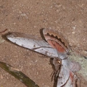 Chelepteryx chalepteryx at Yadboro, NSW - 24 May 2019 12:00 AM