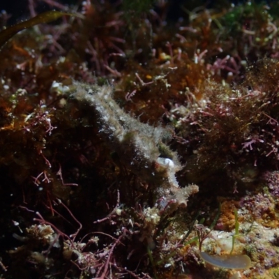 Elysia tomentosa at Bermagui, NSW - 26 May 2019 by Jack Breedon