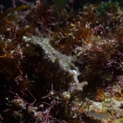 Elysia tomentosa at The Blue Pool, Bermagui - 26 May 2019 by Jack Breedon