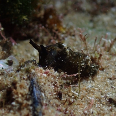 Unverified Sea Slug, Sea Hare or Bubble Shell at The Blue Pool, Bermagui - 26 May 2019 by JackBreedon
