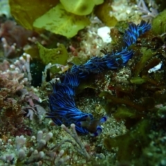 Pteraeolidia ianthina (Blue Dragon) at Eden, NSW - 24 May 2019 by JackBreedon