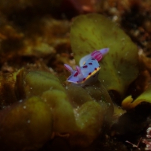 Hypselodoris bennetti at Eden, NSW - 24 May 2019