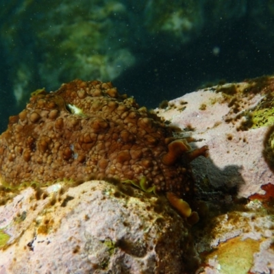 Dolabrifera brazieri (sea hare) at Tathra, NSW - 28 Feb 2019 by JackBreedon