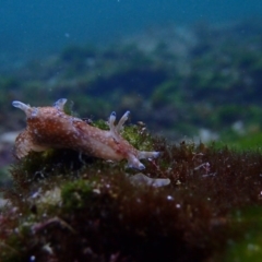 Aplysia parvula (Pygmy Seahare) at Bermagui, NSW - 25 May 2019 by JackBreedon