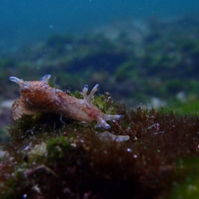 Aplysia parvula (Pygmy Seahare) at The Blue Pool, Bermagui - 26 May 2019 by JackBreedon